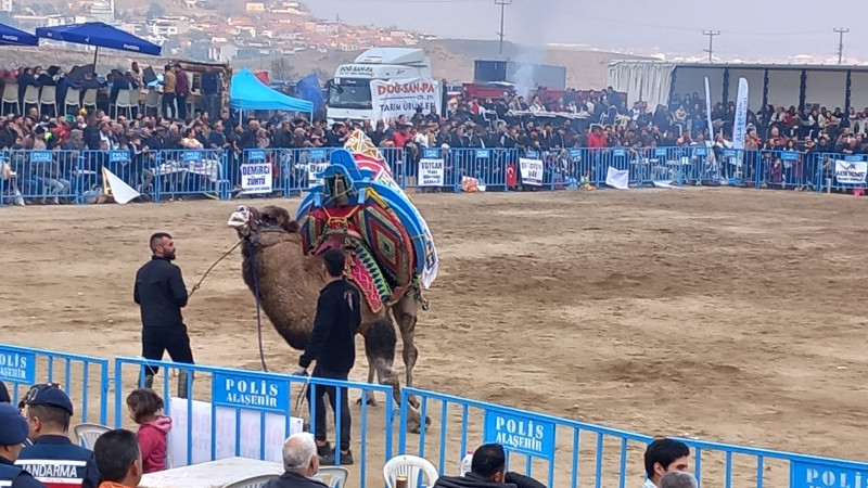 3. Geleneksel Alaşehir Deve Güreşleri / Alaşehir TV